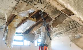 Best Asbestos and Lead Testing During Mold Inspection  in Columbia, KY